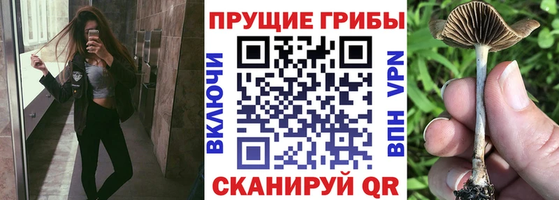 Псилоцибиновые грибы прущие грибы  Рубцовск 