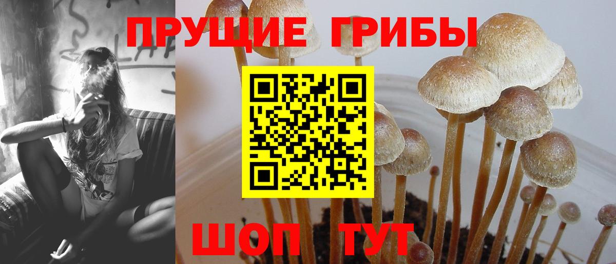 как найти закладки  Галлюциногенные грибы ЛСД  Вход с VPN  Псилоцибиновые грибы Magic Shrooms  Рубцовск 